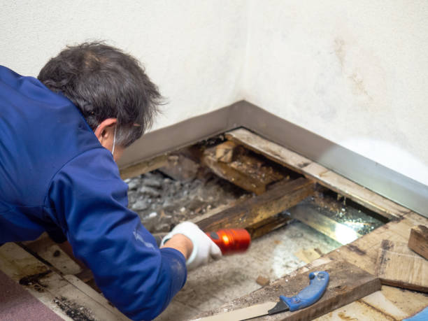 Best Emergency Mold Removal  in Broadway, VA