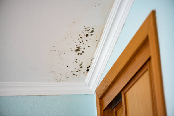 Best Home Mold Removal  in Broadway, VA
