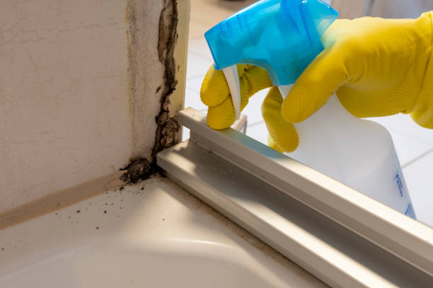 Mold Removal Process in Broadway, VA