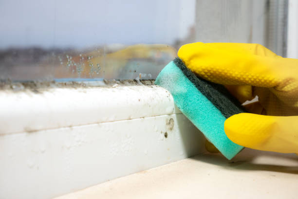 Best Best Mold Removal Companies  in Broadway, VA