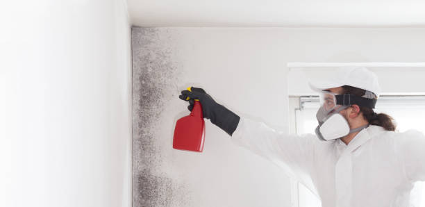 Best Commercial Mold Removal  in Broadway, VA