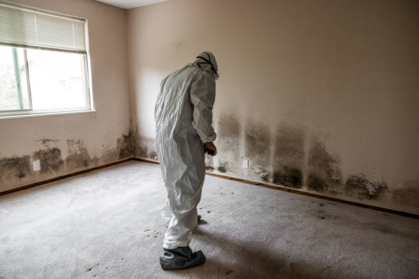 Best Local Mold Removal Service  in Broadway, VA