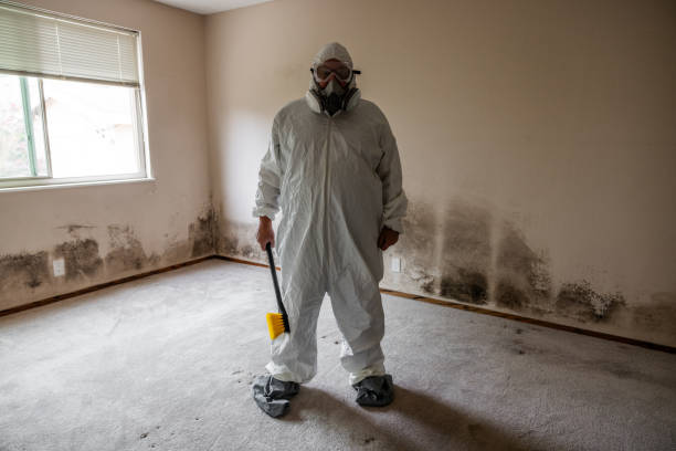 Best Mold Damage Repair  in Broadway, VA